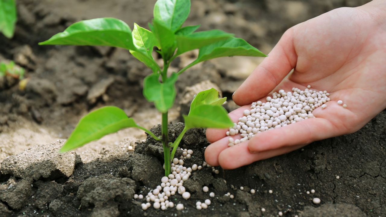Winterizer fertilizers
