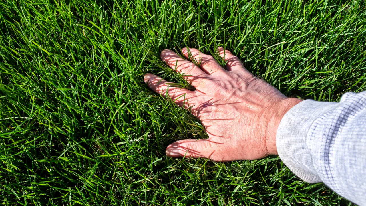 Do Robot Mowers Work on Tall Grass?